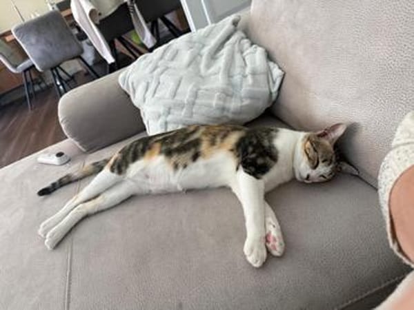 Liebe, junge Katze Lulu