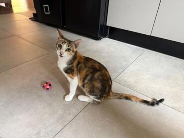 Liebe, junge Katze Lulu
