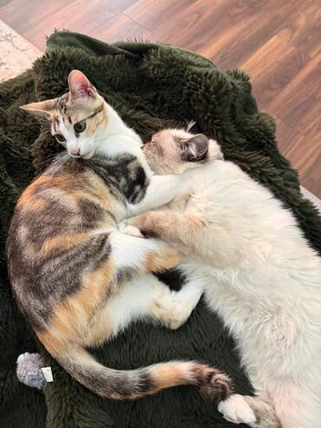 Liebe, junge Katze Lulu