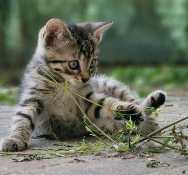 Katzenkind Floh