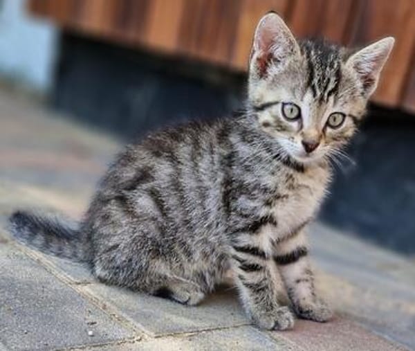 Katzenkind Floh