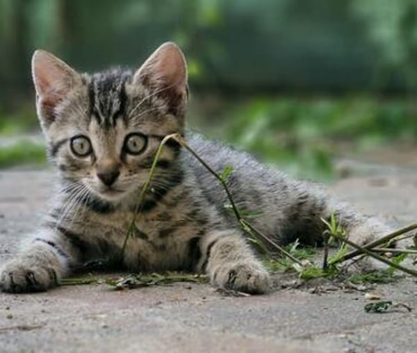 Katzenkind Floh
