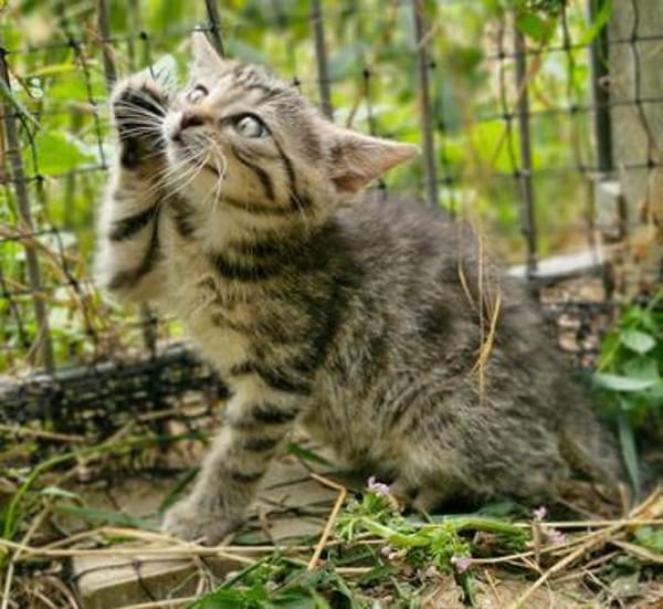 Katzenkind Floh