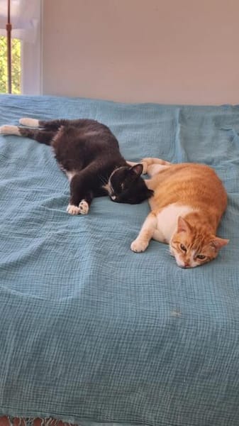 Liebe Katzen-Senioren Amy & Micky