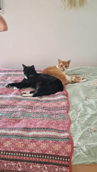 Liebe Katzen-Senioren Amy & Micky