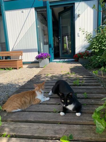 Liebe Katzen-Senioren Amy & Micky