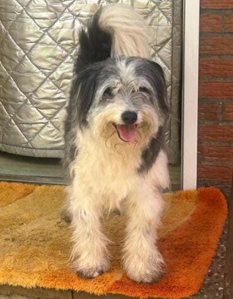 HAGRID, Mix, geb. 03/2019