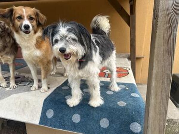 HAGRID, Mix, geb. 03/2019