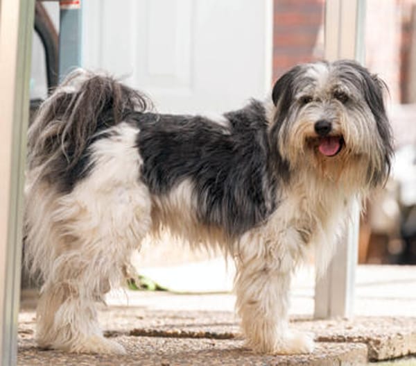 HAGRID, Mix, geb. 03/2019