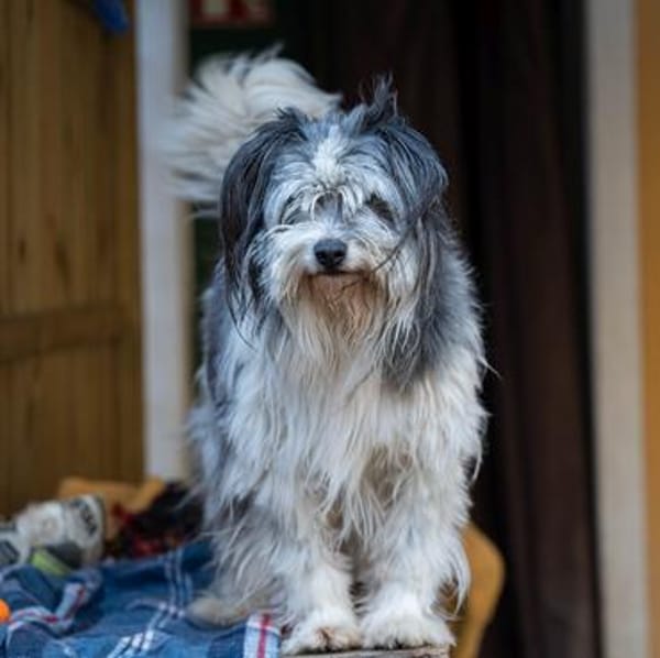 HAGRID, Mix, geb. 03/2019