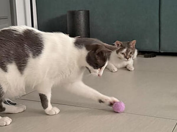Möchten Sie Lauro aufnehmen?