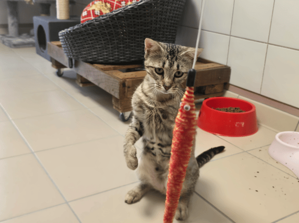 Maïa