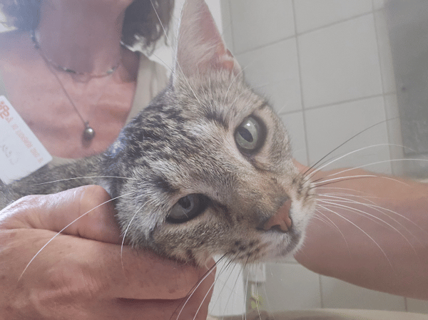 Maïa