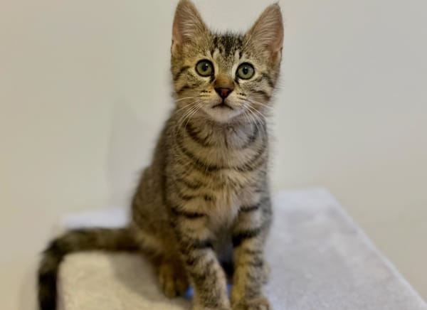 Basil [Chaton]