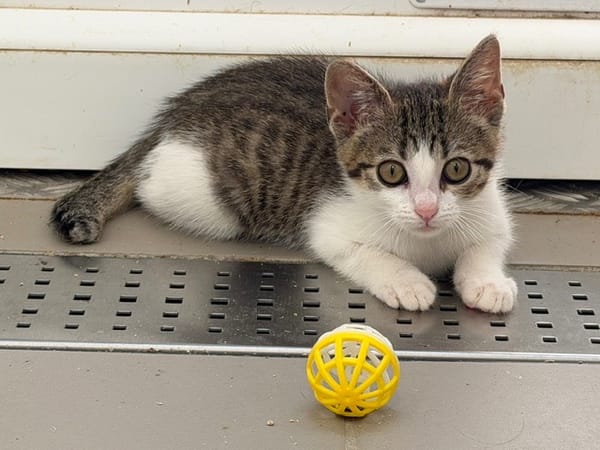 Chatounette (En cours d'adoption)