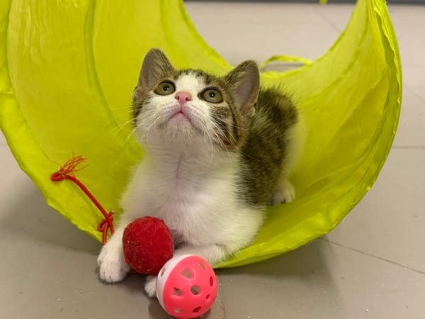 Chatounette (En cours d'adoption)