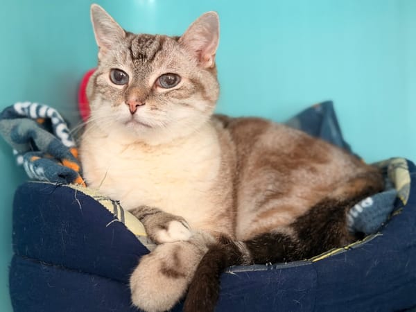 MIAOUCHA