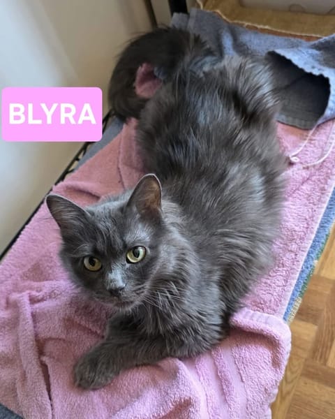 PAZIA ET BLYRA À ADOPTER ENSEMBLE