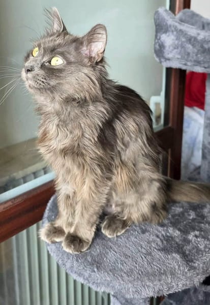 PAZIA ET BLYRA À ADOPTER ENSEMBLE