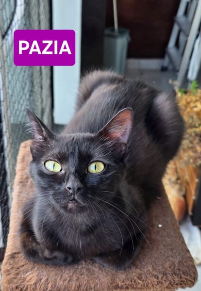 PAZIA ET BLYRA À ADOPTER ENSEMBLE