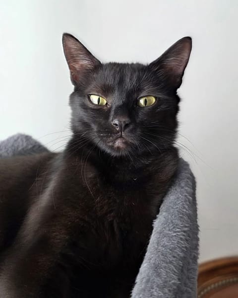 PAZIA ET BLYRA À ADOPTER ENSEMBLE