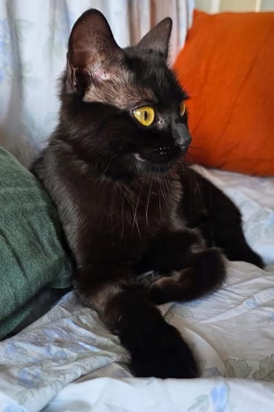 PAZIA ET BLYRA À ADOPTER ENSEMBLE