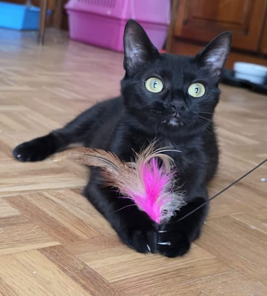 PAZIA ET BLYRA À ADOPTER ENSEMBLE