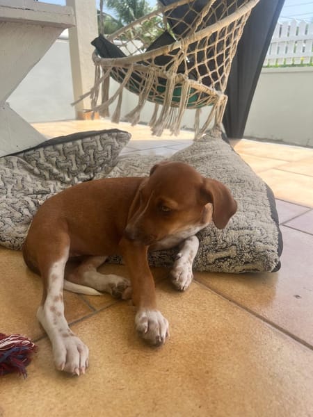 LYSSIA , chiot femelle Berger Créole  La mignonne !