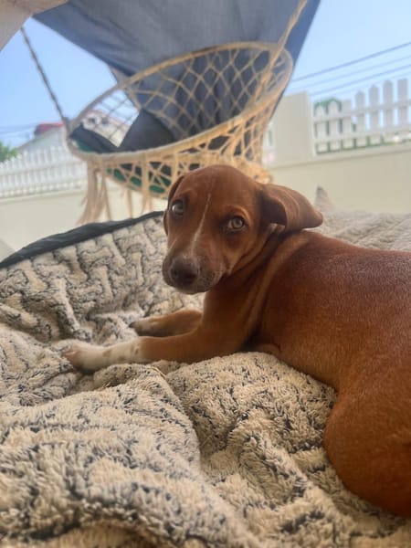 LYSSIA , chiot femelle Berger Créole  La mignonne !