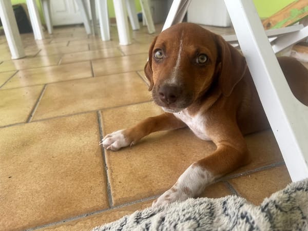 LYSSIA , chiot femelle Berger Créole  La mignonne !