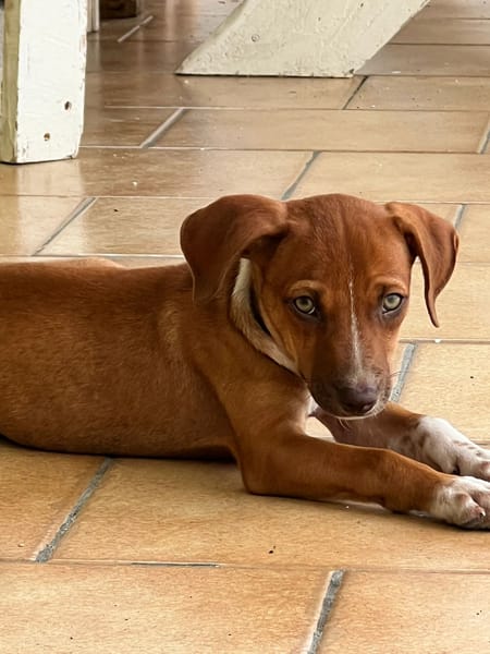 LYSSIA , chiot femelle Berger Créole  La mignonne !