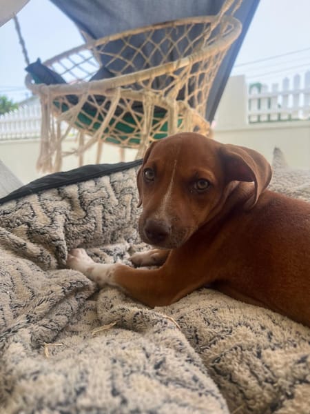 LYSSIA , chiot femelle Berger Créole  La mignonne !