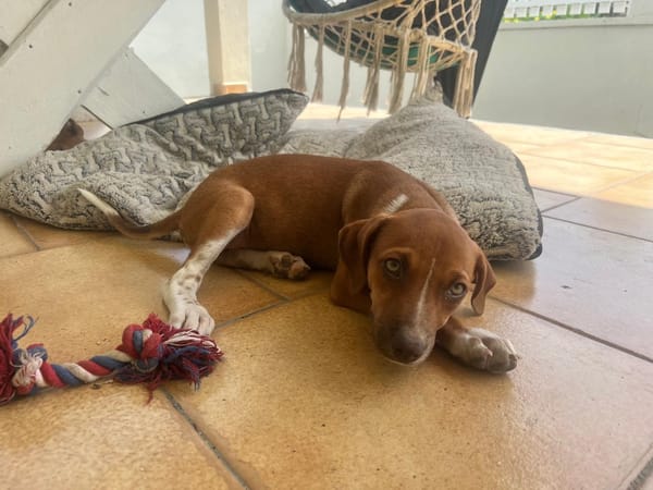 LYSSIA , chiot femelle Berger Créole  La mignonne !