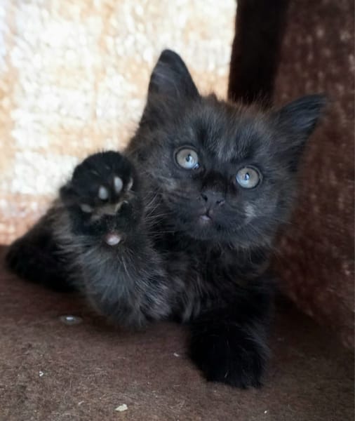 CONNOR ADOPTABLE AVEC UN CHAT DÉJÀ PRÉSENT CHEZ VOUS