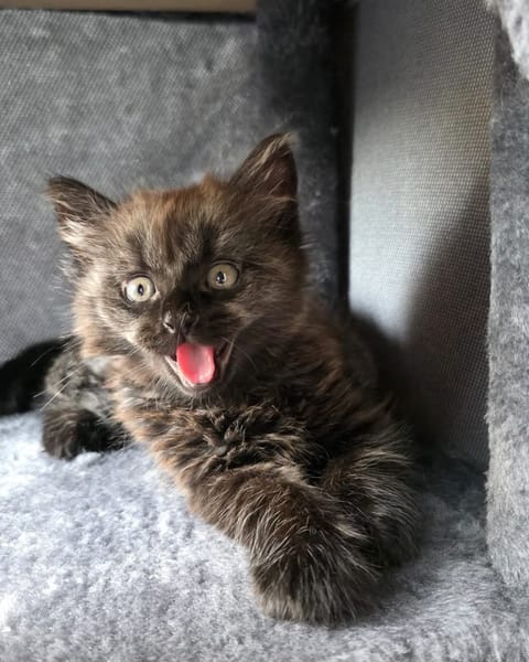 CONNOR ADOPTABLE AVEC UN CHAT DÉJÀ PRÉSENT CHEZ VOUS