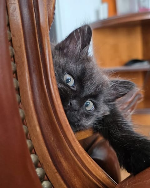 CONNOR ADOPTABLE AVEC UN CHAT DÉJÀ PRÉSENT CHEZ VOUS