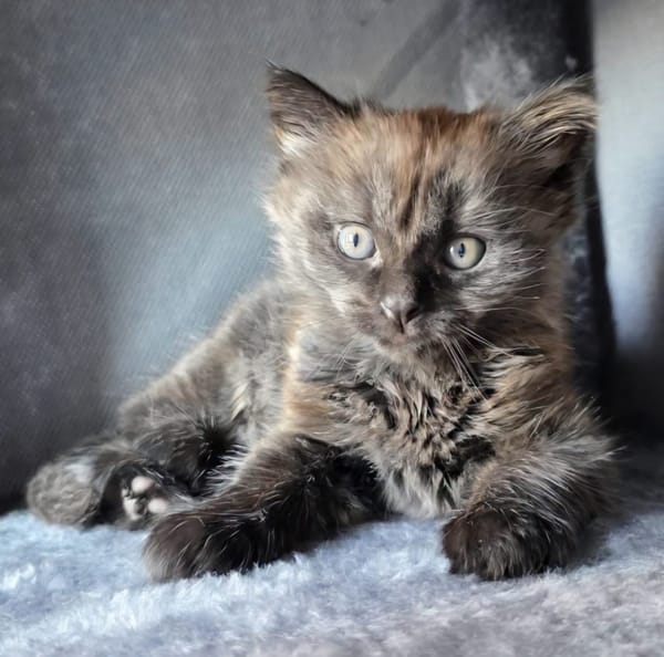 CONNOR ADOPTABLE AVEC UN CHAT DÉJÀ PRÉSENT CHEZ VOUS