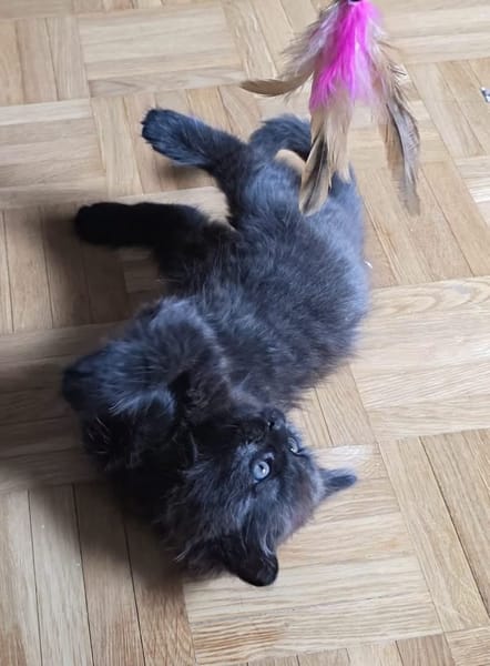 CONNOR ADOPTABLE AVEC UN CHAT DÉJÀ PRÉSENT CHEZ VOUS