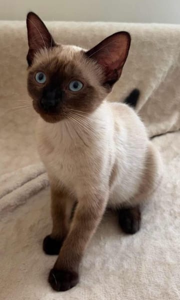 ORZA A ADOPTER EN DUO OU SEUL SI DÉJÀ UN CHAT PRÉSENT CHEZ VOUS
