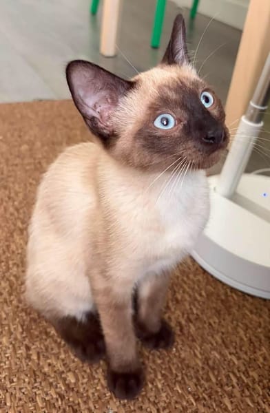ORZA A ADOPTER EN DUO OU SEUL SI DÉJÀ UN CHAT PRÉSENT CHEZ VOUS