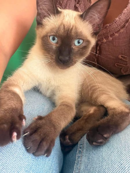ORZA A ADOPTER EN DUO OU SEUL SI DÉJÀ UN CHAT PRÉSENT CHEZ VOUS