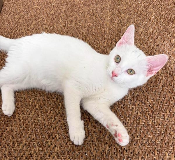 EVANIA À ADOPTER EN DUO OU SEUL SI DÉJÀ UN CHAT PRÉSENT CHEZ VOUS