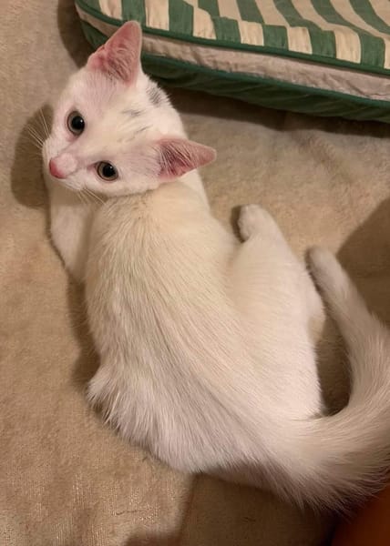 EVANIA À ADOPTER EN DUO OU SEUL SI DÉJÀ UN CHAT PRÉSENT CHEZ VOUS