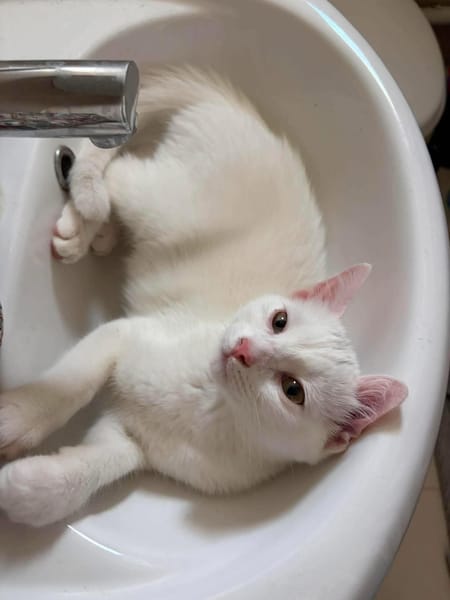 EVANIA À ADOPTER EN DUO OU SEUL SI DÉJÀ UN CHAT PRÉSENT CHEZ VOUS