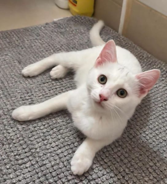 EVANIA À ADOPTER EN DUO OU SEUL SI DÉJÀ UN CHAT PRÉSENT CHEZ VOUS