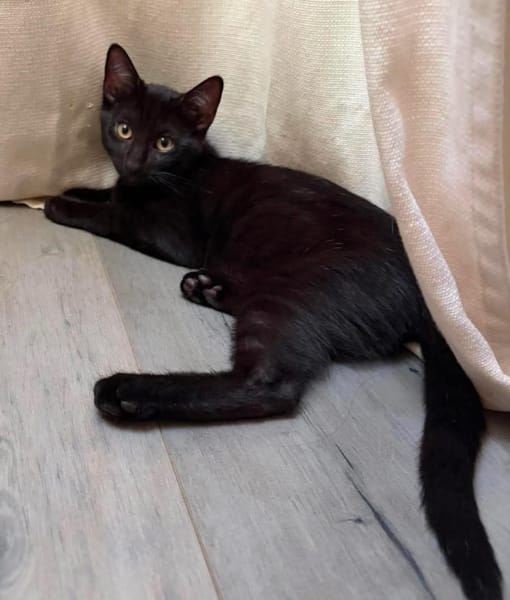 RISTRO À ADOPTER EN DUO OU SEUL SI DÉJÀ UN CHAT PRÉSENT CHEZ VOUS