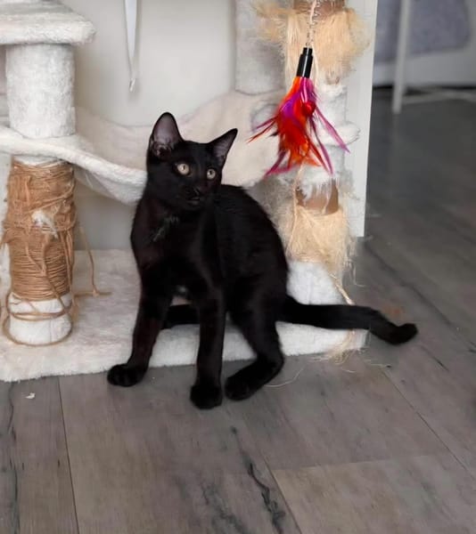 RISTRO À ADOPTER EN DUO OU SEUL SI DÉJÀ UN CHAT PRÉSENT CHEZ VOUS