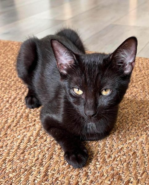 RISTRO À ADOPTER EN DUO OU SEUL SI DÉJÀ UN CHAT PRÉSENT CHEZ VOUS