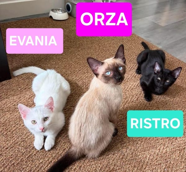 RISTRO À ADOPTER EN DUO OU SEUL SI DÉJÀ UN CHAT PRÉSENT CHEZ VOUS