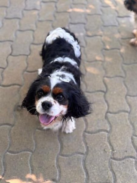 Rozi  sanfte Cavalier-Seele sucht ein Zuhause mit Geborgenh